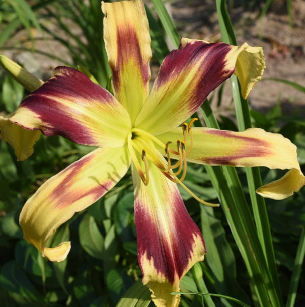 Raspberry Lime Granita – Sterrett Gardens