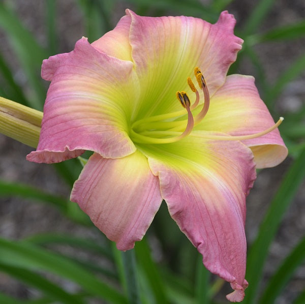 Early midseason, large, pink lavender bicolor, large pink watermark, fragrant