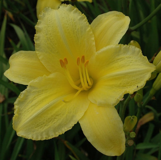 Sandra Elizabeth is a very late, deep yellow self daylily from Sterrett Gardens awarded Honorable Mention Award 1993