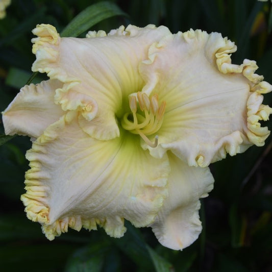 Sara Angeline is an early midseason, creamy yellow daylily from Sterrett Gardens with pink undertones, heavy looped and ruffled edge