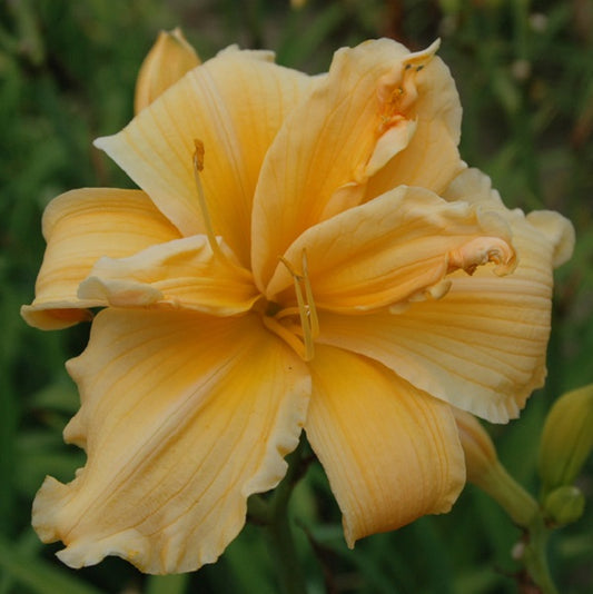 Mid late, light apricot self, fragrant, double, Award of Merit, 2007
