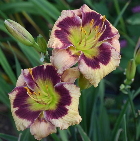 Say Hello to Hans is an early midseason, short, small daylily from Sterrett Gardens with a pale lavender, indigo purple eye, fragrant