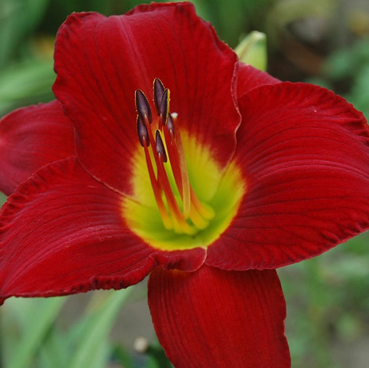 Scarlet Orbit is an early, short, red self,  daylily from Sterrett Gardens that received an Award of Merit 1991