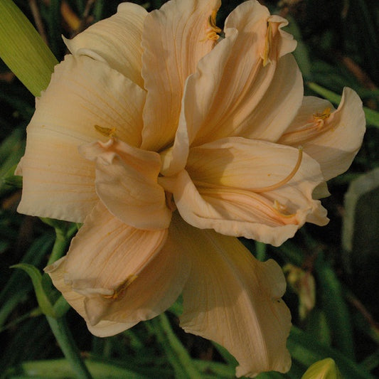 Scatterbrain is a midseason, light peach pink self  daylily from Sterrett Gardens that is fragrant, double, Award of Merit 1996