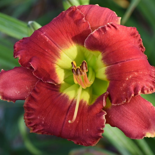 Scintillating Salvo is an early, rose red self daylily from Sterrett Gardens with a thin gold edge