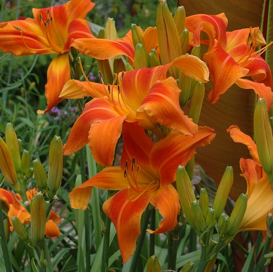 Screamcicle is an early midseason, large, orange daylily from Sterrett Gardens with a red orange eye, UF (crispate), Award of Merit 2014