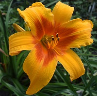 Sensual Sunset is a midseason, large orange daylily from Sterrett Gardens with a red eye, fragrant