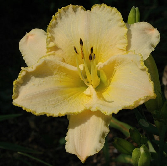September Frost is a Late, cream self  daylily from Sterrett Gardens
