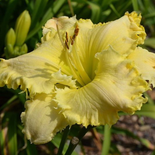 Sharks Do Bite is a midseason, yellow pastel daylily from Sterrett Gardens with yellow teeth