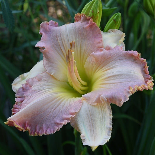 Shear Pleasure is a midseason, clean pink  daylily from Sterrett Gardens with yellow picotee frilly edge, sculpting