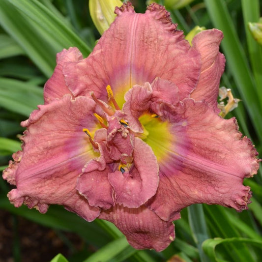 Signs and Wonders is a midseason, medium purple daylily from Sterrett Gardens with a dark purple eye and edge, double (99%)