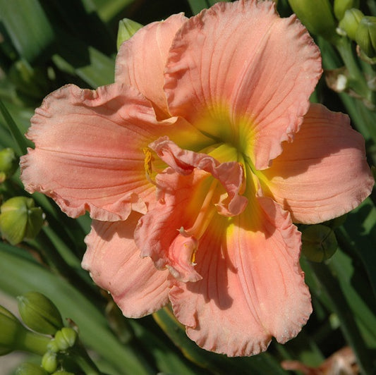 Siloam Double Classic is an early midseason, short, bright pink self  daylily from Sterrett Gardens that is fragrant, double, Stout Award 1993