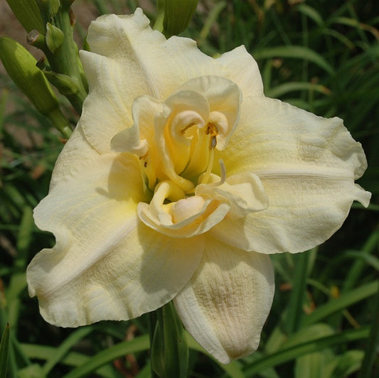 Snow Blzzard is a mid late, large, cream yellow  daylily from Sterrett Gardens that is fragrant, double, Honorable Mention Award 1999
