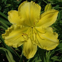 Solar Music is a med late, large, yellow self  daylily from Sterrett Gardens that receive a Honorable Mention Award 2002