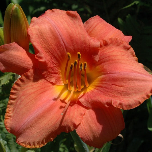 South Seas is a midseason, tangerine coral daylily from Sterrett Gardens with a red coral band, fragrant, Honorable Mention Award 1998