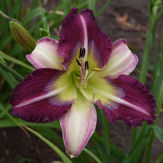 Southern Cotton is a midseason, light purple petals, lavender/purple eye  daylily from Sterrett Gardens with white sepals