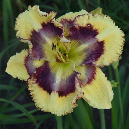 Spacecoast Big Country Dreams is a midseason, large, butternut yellow daylily from Sterrett Gardens with patterned violet purple/blue/gray eye, fragrant