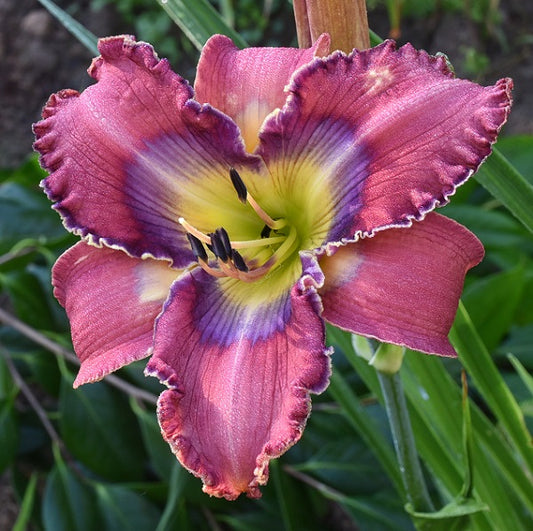 Spacecoast Blue Eyed Majesty is an early midseason, mauve daylily from Sterrett Gardens with large bluish eye and edge, fragrant