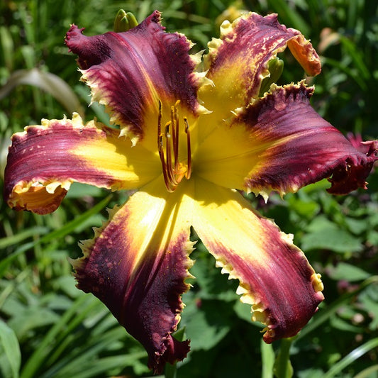 Spacecoast Chomp! Chomp! is an early, large, dark red daylily from Sterrett Gardens with white toothy edge, Award of Merit 2021
