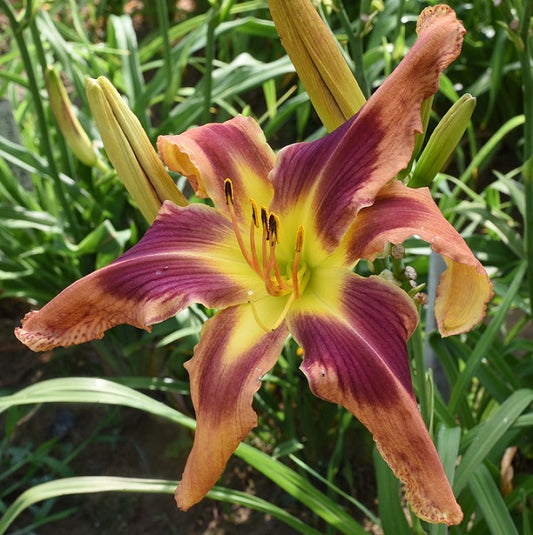 Spacecoast Eye of the Tiger is an early midseason, large dark salmon pink daylily from Sterrett Gardens with purple eye, fragrant, UF (crispate)