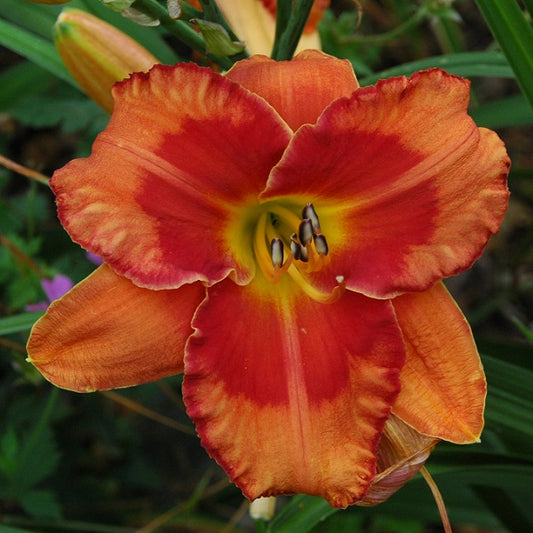 Spacecoast Firestarter is an extra early, orange daylily from Sterrett Gardens with red eye and edge