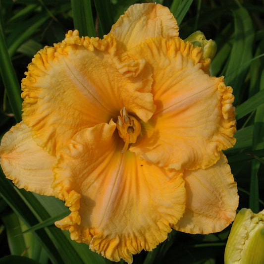 Spacecoast Gold Bonanza is an early midseason, small, yellow blend daylily from Sterrett Gardens with awarded Award of Merit 2008