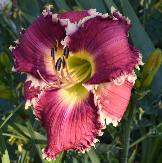 Spacecoast Jaws is an early midseason, large, purple daylily from Sterrett Gardens with lighter purple white watermark, white toothy edge, fragrant