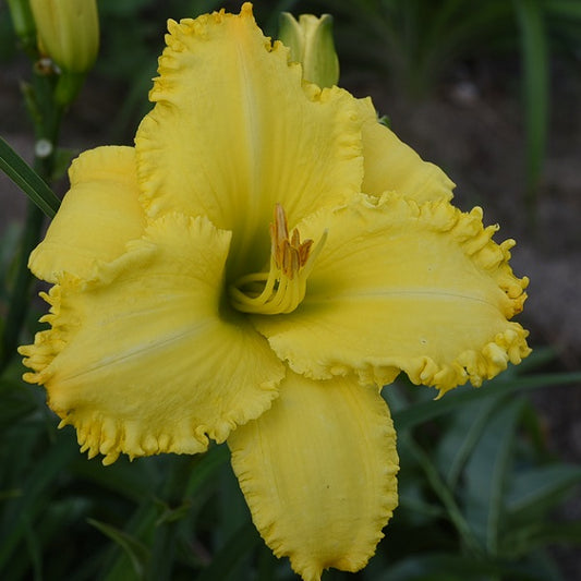 Spacecoast Lemon Thriller is a midseason, large, lemon yellow daylily from Sterrett Gardens with fringy teeth and fangs, fragrant