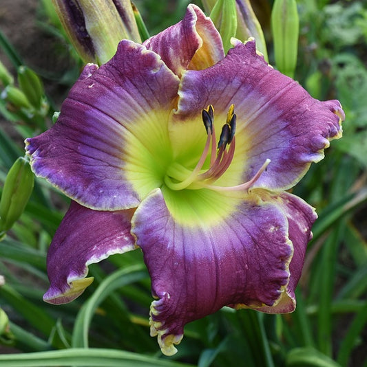 Spacecoast Moody Blues is an early midseason, wine purple daylily from Sterrett Gardens with very GT bluish purple eye, fragrant