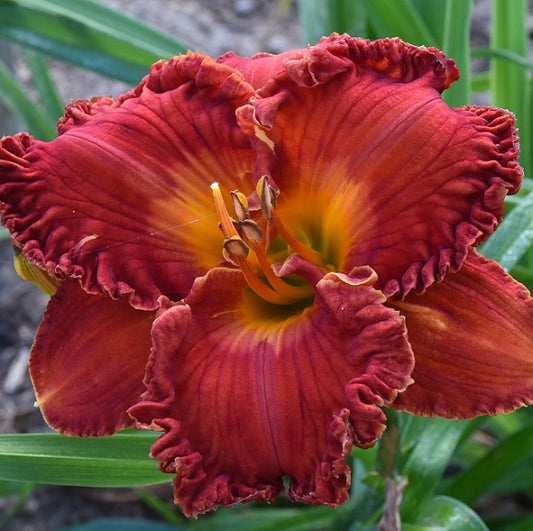 Spacecoast Solar Flare is an early midseason, orange red daylily from Sterrett Gardens with  lighter eye, fragrant