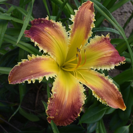 Spacecoast Tiger Bite is a midseason, tall, large, orange red daylily from Sterrett Gardens with lighter watermark, orange yellow teeth, fragrant, UF (crispate)