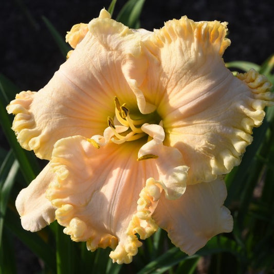 Spacecoast White Christmas is an early, large, cream white daylily from Sterrett Gardens with  pink undertones, gold, edge, fragrant, Honorable Mention Award 2019