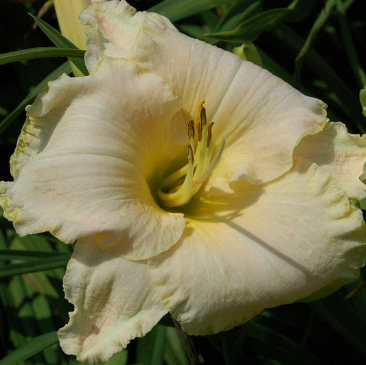 Spacecoast White Out is an early, small, near white self daylily from Sterrett Gardens