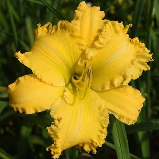 Spacecoast The Green Mile is an early midseason, large, golden yellow daylily from Sterrett Gardens with  fringy edge, fragrant, Honorable Mention Award 2020