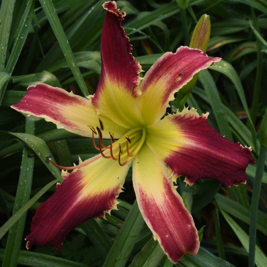 Spacecoast the Shredder is an early, large, Christmas red daylily from Sterrett Gardens with  white teeth, fragrant, UF (crispate-cascade)