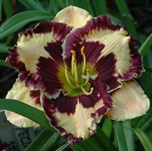 Special Candy is an early midseason, cream daylily from Sterrett Gardens with violet eye, violet silver edge
