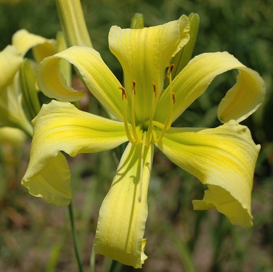 Spider Miracle is a midseason, yellow green daylily from Sterrett Gardens with UF (spatulate), Award of Merit 1996
