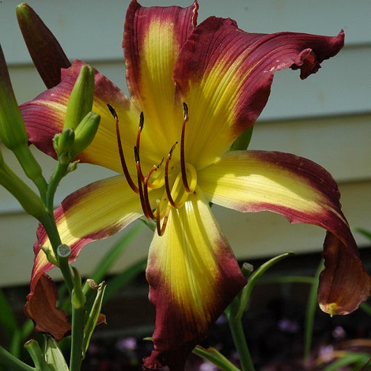 Star Over Oz is an early midseason, purple daylily from Sterrett Gardens with UF (crispate-cascade), fragrant, Award of Merit 2014