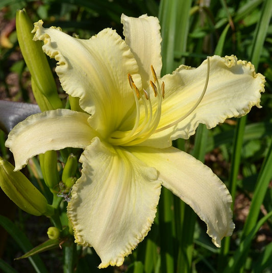 Stardust Dragon is a midseason, large, near white daylily from Sterrett Gardens with  gold edge, unusual form (crispate-cascade), fragrant