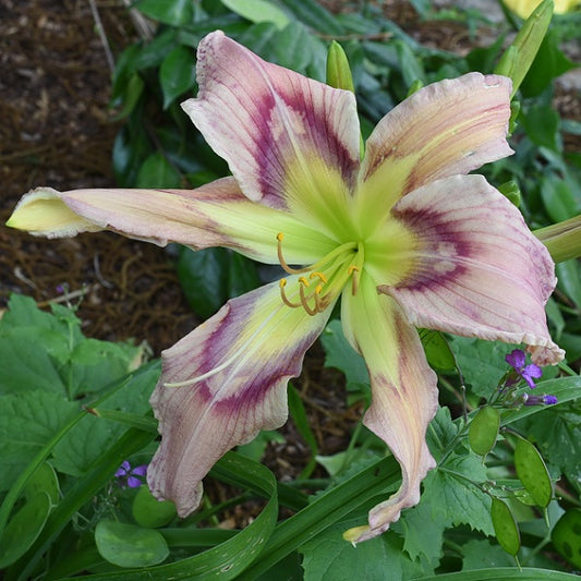 Starlight Splash is an early midseason, large, cream pink daylily from Sterrett Gardens with rose eye with white splashes