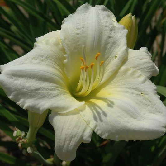 Starman's Gift is a midseason, near white self daylily from Sterrett Gardens