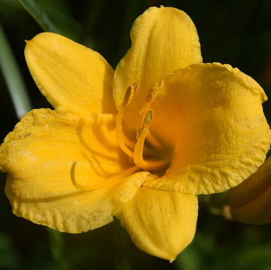 Stella eDe Oro is an early midseason, short, small, gold self daylily from Sterrett Gardens with fragrant, Stout Award 1985