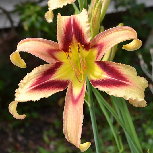 Stephen Smith is a mid late, tall, large, pink daylily from Sterrett Gardens with cream wired dots, feathered eye, UF (crispate)