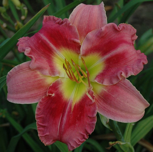 Stolen Treasure is an early midseason, pink bitone daylily from Sterrett Gardens with cream border, Honorable Mention Award 2004