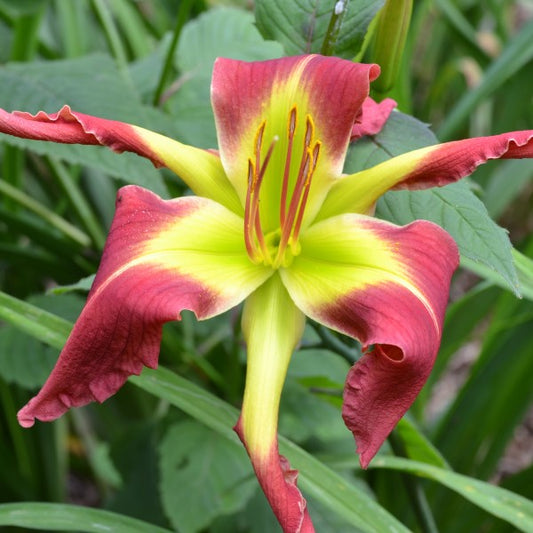 Strawberry Handlebars is a midseason, tall, large, strawberry red self daylily from Sterrett Gardens with UF (crispate)