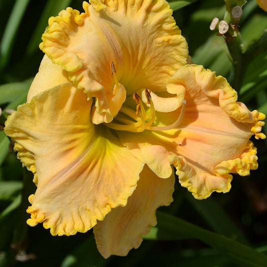 Sunset Rendezvous is an early, creamy peach daylily from Sterrett Gardens with light orange halo, orange piecrust ruffles, heavy sculpting