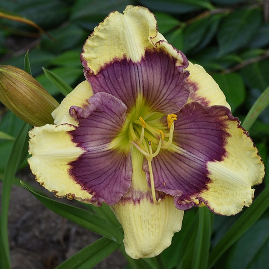 Super Fancy Face is a midseason, yellow daylily from Sterrett Gardens with purple eye and edge, fragrant