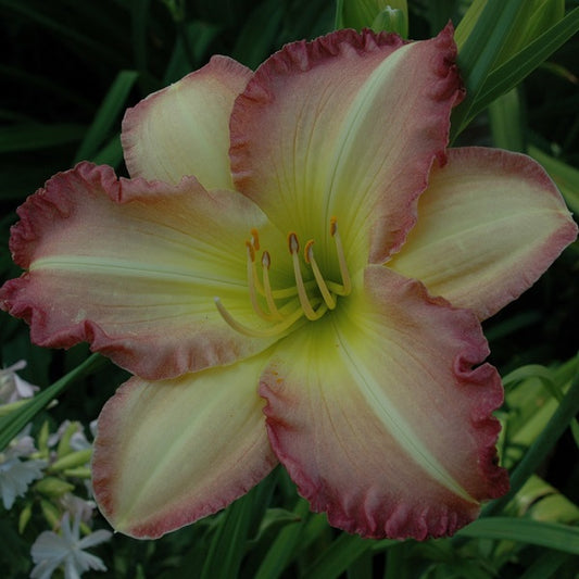 Swedish Girl is an early midseason, pale lavender, petals edged deeper lavender, fragrant, Honorable Mention Award 2001