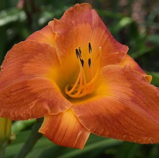 Sweet Summer Heat is a midseason, orange daylily from Sterrett Gardens with light halo