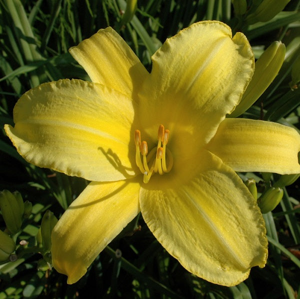 Yellow Pinwheel – Sterrett Gardens